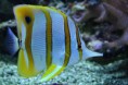 /album/fotogaleria/aquariumbrusselx537-1-jpg/